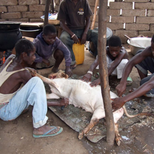 Deaf and hearing men slaughtering a goat. (Photo: Annelies Kusters)