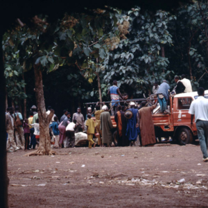 Unloading of cattle 2 (cattle market, Korhogo, Côte d’Ivoire). (Photo: Boris Nieswand)