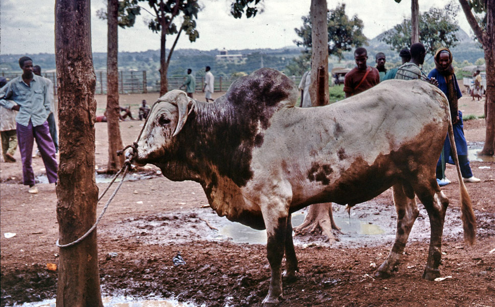 Zebu bull (Korhogo, Côte d’Ivoire). (Photo: Boris Nieswand)