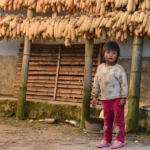 2_a-young-girl-stands-in-front-of-rows-of-maize-drying-on-bamboo-poles-in-the-late-afternoon-sun