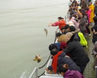 Buddhists freeing fish in southern China (Photo: Dan Smyer Yu)