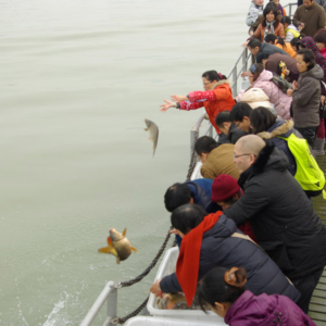 Buddhists freeing fish in southern China. (Photo: Dan Smyer Yu)
