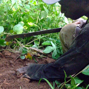 Kwasi Boahene digging for a yam. (Photo: Annelies Kusters)
