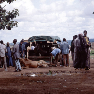 Unloading of cattle (cattle market, Korhogo, Côte d’Ivoire). (Photo: Boris Nieswand)