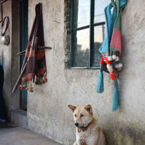A village dog sits in front of a local home. A handcrafted bow and arrow used for hunting small game hangs on the wall in the background. (Photo: Naomi Hellmann)