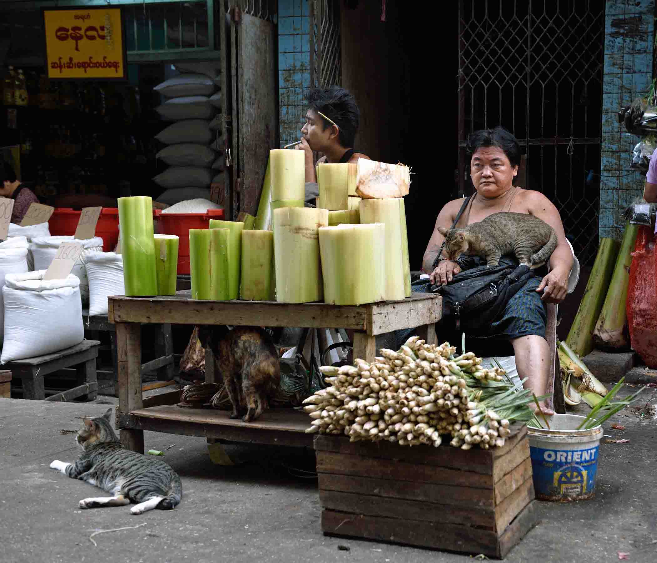 A cat-friendly vendor selling large green banana stems used to make Mohinga (vermicelli in fish broth), Burma’s unofficial “national dish”. (Photo: Naomi Hellmann)